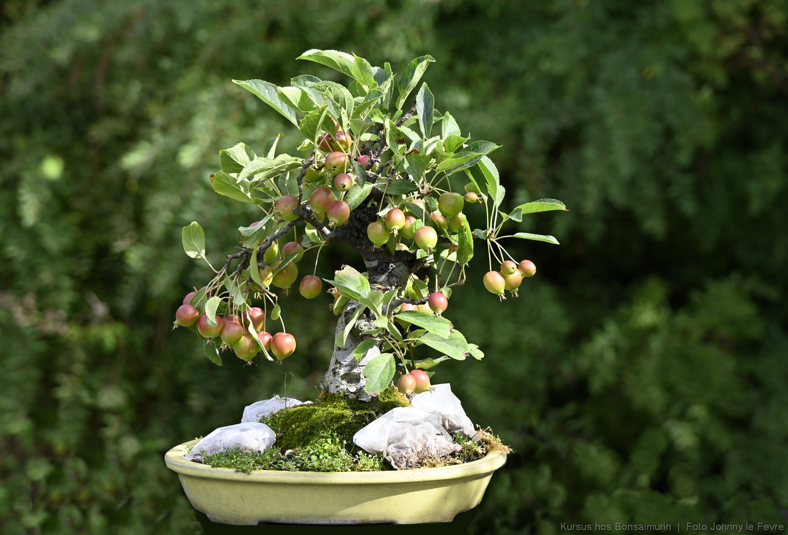 Bonsaimurik_Omplantningskurrsus_1600_111