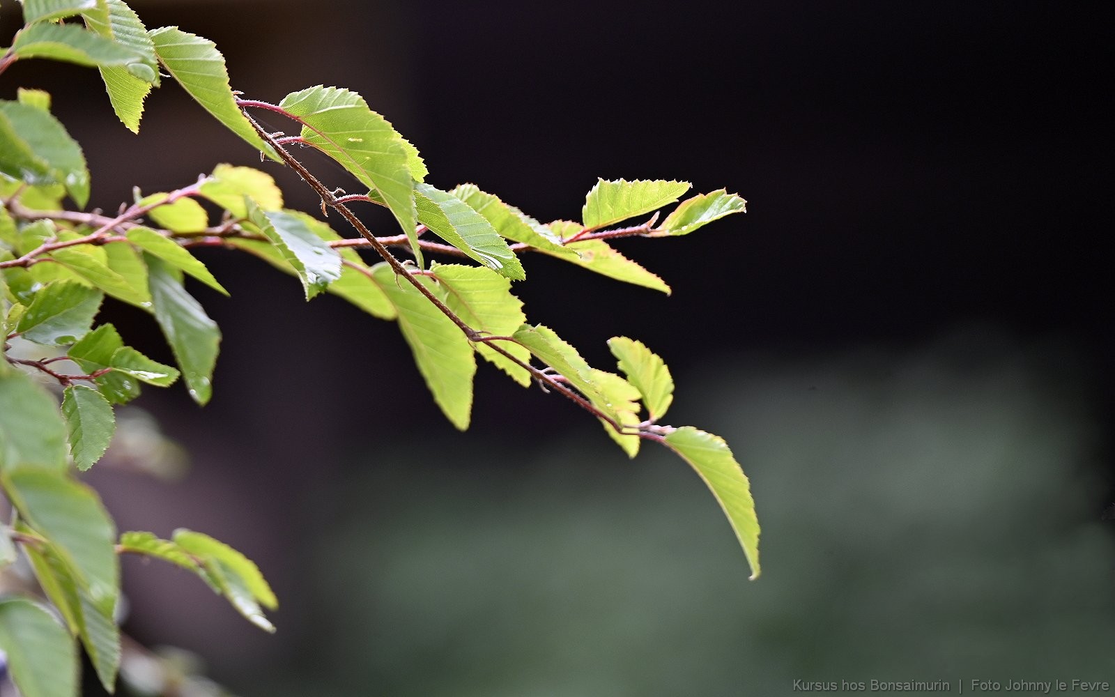 Bonsaimurik_Omplantningskurrsus_1600_83