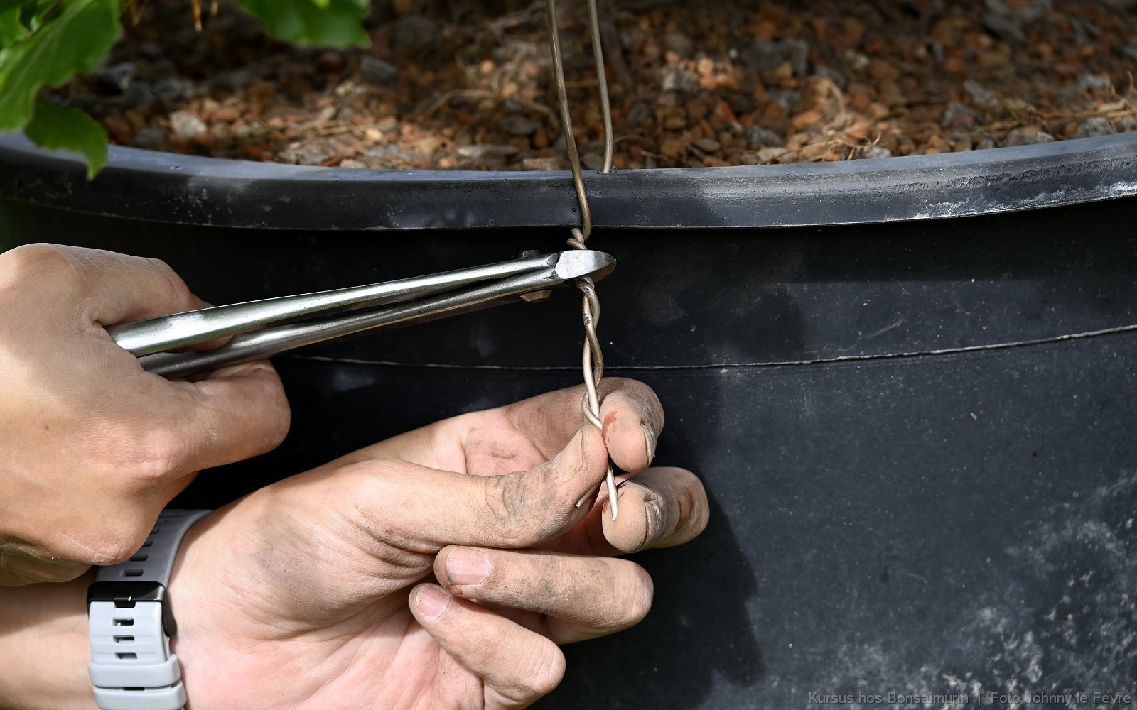Bonsaimurik_Omplantningskurrsus_1600_92