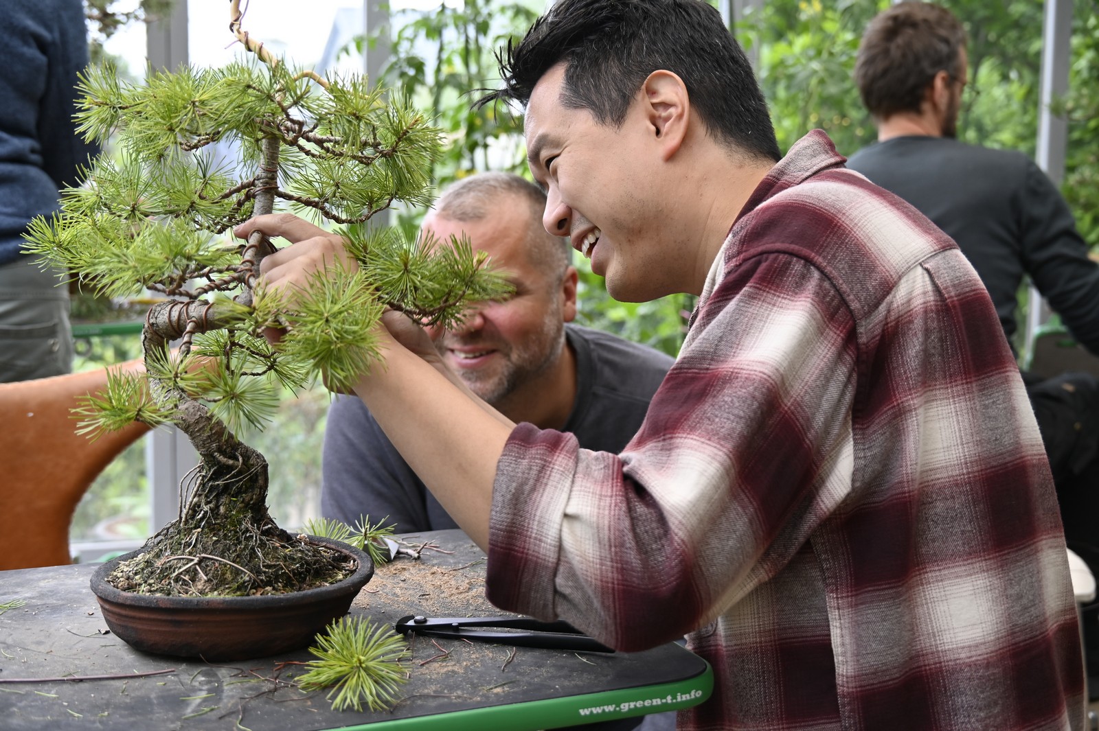 Bonsaimurik_kursus_stedsegrøn_1600_2dag (131)