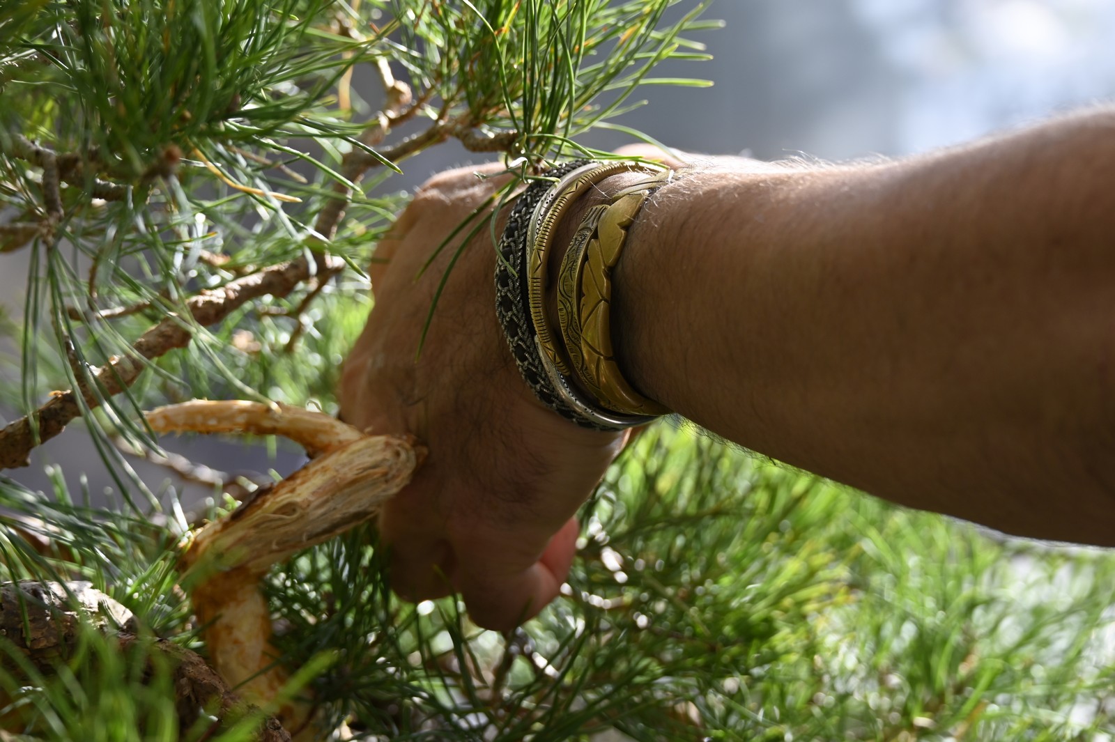 MarcoBonsai-10.2024_1600_26